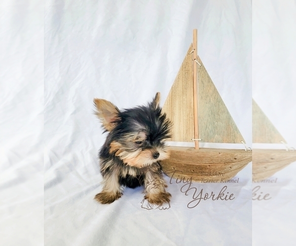 Medium Photo #3 Yorkshire Terrier Puppy For Sale in ORCHARDS, WA, USA