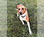 Flo - Female American Foxhound-Unknown Mix Dog for Adoption - Small photo
