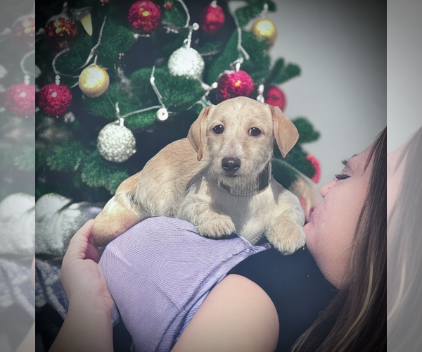 Medium Photo #4 Doxiepoo (Miniature) Puppy For Sale in OCALA, FL, USA