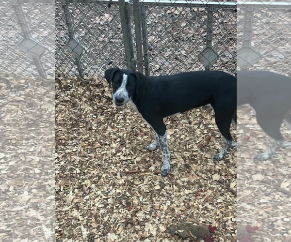 Medium Photo #6 Mutt Puppy For Sale in Tuscaloosa, AL, USA