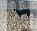 Small #5 Mutt