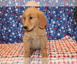 Small #9 Golden Retriever