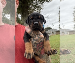 Doberman Pinscher Puppy for Sale in NEWTON, North Carolina USA