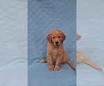 Small Photo #6 Goldendoodle Puppy For Sale in VAIL, AZ, USA