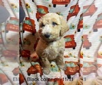 Puppy Puppy 7 Goldendoodle