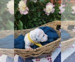 Small #9 Dalmatian