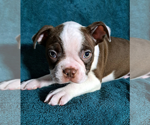 Boston Terrier Puppy for Sale in NORTH FORT MYERS, Florida USA