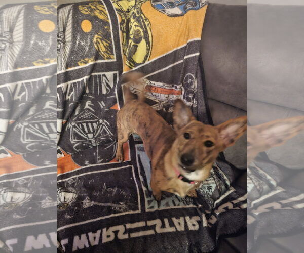 Medium Photo #3 Shiba Inu-Unknown Mix Puppy For Sale in Williamsburg, IA, USA