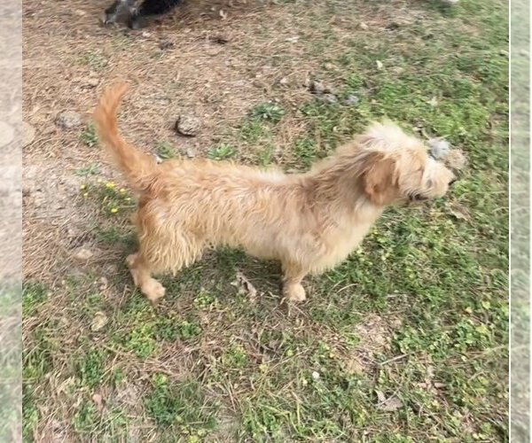 Medium Photo #3 Bassetoodle Puppy For Sale in Harrison, AR, USA