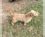 Small #2 Bassetoodle