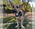 Small #3 Basset Hound-German Shepherd Dog Mix