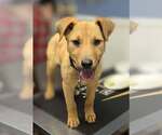Small #9 Retriever  Mix