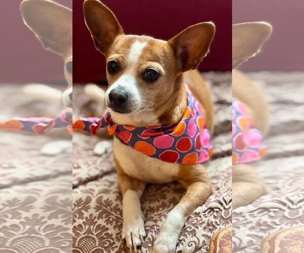 Medium Photo #4  Puppy For Sale in , 