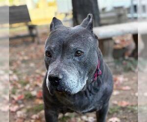 American Bulldog Dogs for adoption in Tulsa, OK, USA