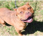 Small #3 American Bulldog Mix