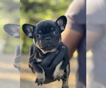Small #3 French Bulldog