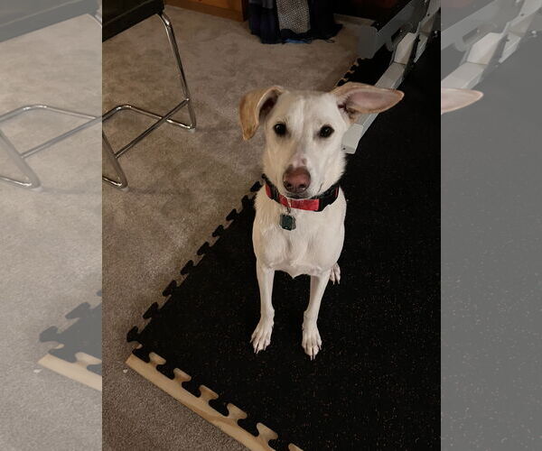 Medium Photo #7 Labrador Retriever-Whippet Mix Puppy For Sale in Shillington, PA, USA