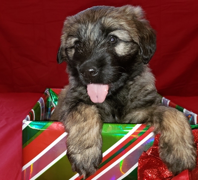 Medium Photo #8 Catalan Sheepdog Puppy For Sale in SMALLWOOD, NY, USA