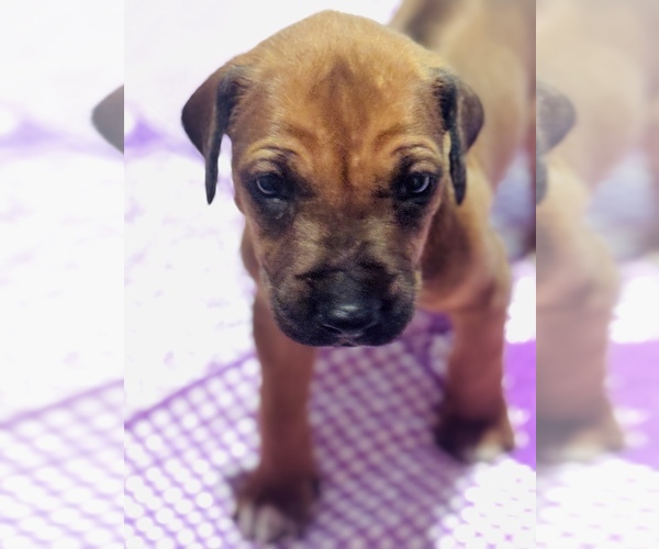 Medium Photo #4 Rhodesian Ridgeback Puppy For Sale in MADISON, GA, USA