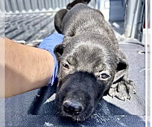 Medium Photo #1 Labrador Retriever Puppy For Sale in Houston, TX, USA