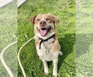 Australian Shepherd-Huskies  Mix Dogs for adoption in Bolivar, MO, USA