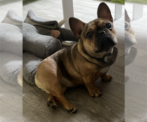 French Bulldog Puppy for Sale in KIRKLAND, Washington USA