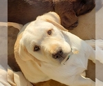 Small Photo #17 Labrador Retriever Puppy For Sale in ANZA, CA, USA