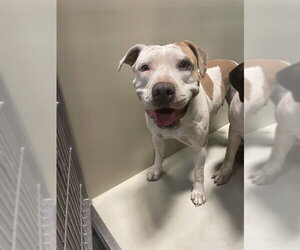 Mutt Dogs for adoption in Bakersfield, CA, USA