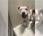 *GRETCHEN - Female Mutt Dog for Adoption - Small photo
