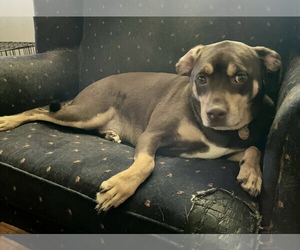 Medium Photo #3 Rottweiler-Unknown Mix Puppy For Sale in Parker Ford, PA, USA