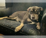 Small #2 Rottweiler Mix
