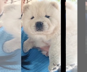 Chow Chow Puppy for sale in FONTANA, CA, USA