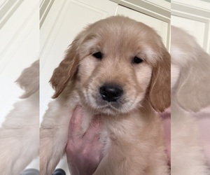 Golden Retriever Puppy for sale in PORTALES, NM, USA