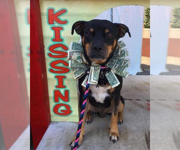 Medium Photo #2 Miniature Pinscher Puppy For Sale in Denton, TX, USA