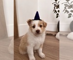 Puppy 3 Aussiedoodle-Miniature Australian Shepherd Mix