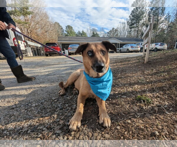 Medium Photo #1 German Shepherd Dog-Unknown Mix Puppy For Sale in McCormick, SC, USA