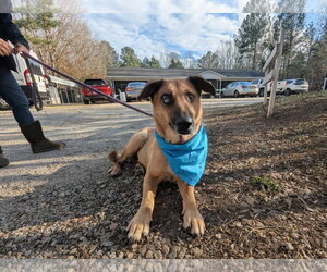 German Shepherd Dog-Unknown Mix Dogs for adoption in McCormick, SC, USA