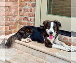 Small #3 Australian Shepherd-Colonial Cocker Spaniel Mix