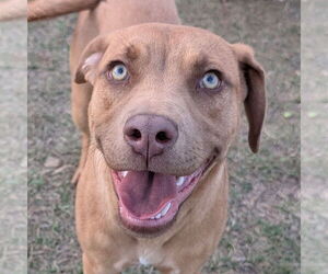 Rhodesian Ridgeback-Unknown Mix Dogs for adoption in Canton, CT, USA