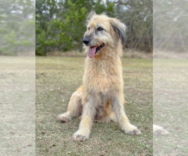 Medium Photo #4 Unknown-Wheaten Terrier Mix Puppy For Sale in PIPE CREEK, TX, USA