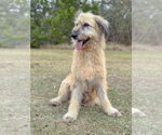 Small #3 Wheaten Terrier Mix