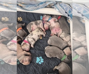 French Bulldog Puppy for sale in ALEXANDRIA, KY, USA