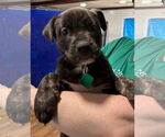 Small #1 Labrador Retriever Mix