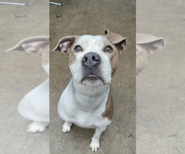 Medium Photo #3 Mutt Puppy For Sale in Crete, IL, USA