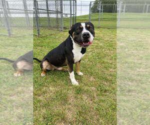 Mutt Dogs for adoption in Abbeville, LA, USA