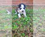 Small Photo #9 Siberian Husky Puppy For Sale in INMAN, SC, USA