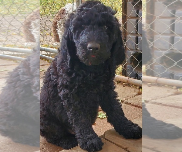 Medium Photo #2 Poodle (Standard) Puppy For Sale in GOWER, MO, USA