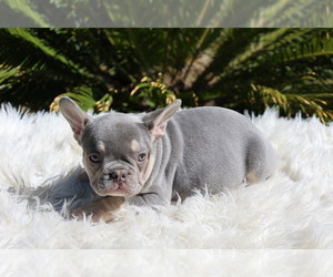 French Bulldog Puppy for sale in SACRAMENTO, CA, USA