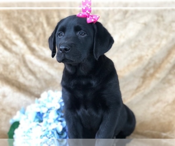 Medium Photo #4 Labrador Retriever Puppy For Sale in EAST EARL, PA, USA
