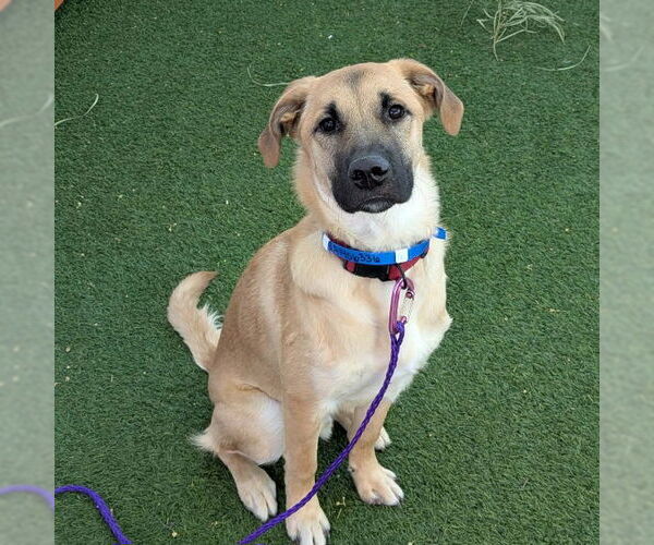 Medium Photo #1 German Shepherd Dog-Unknown Mix Puppy For Sale in Las Vegas, NV, USA